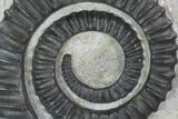 Devonian Ammonite (Anetoceras) With Trilobite Head - Morocco #99951-1